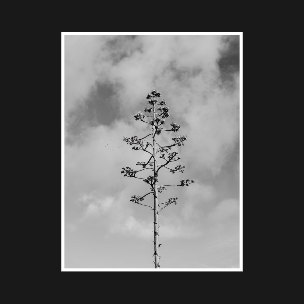 Black and white photograph of an agave plant’s intricate bloom stalk reaching upward, capturing the interplay of light and shadow against a minimalist background.