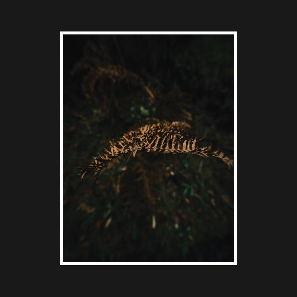 A lone fern frond wilts softly in muted tones, showcasing delicate details and the serene stillness of nature.