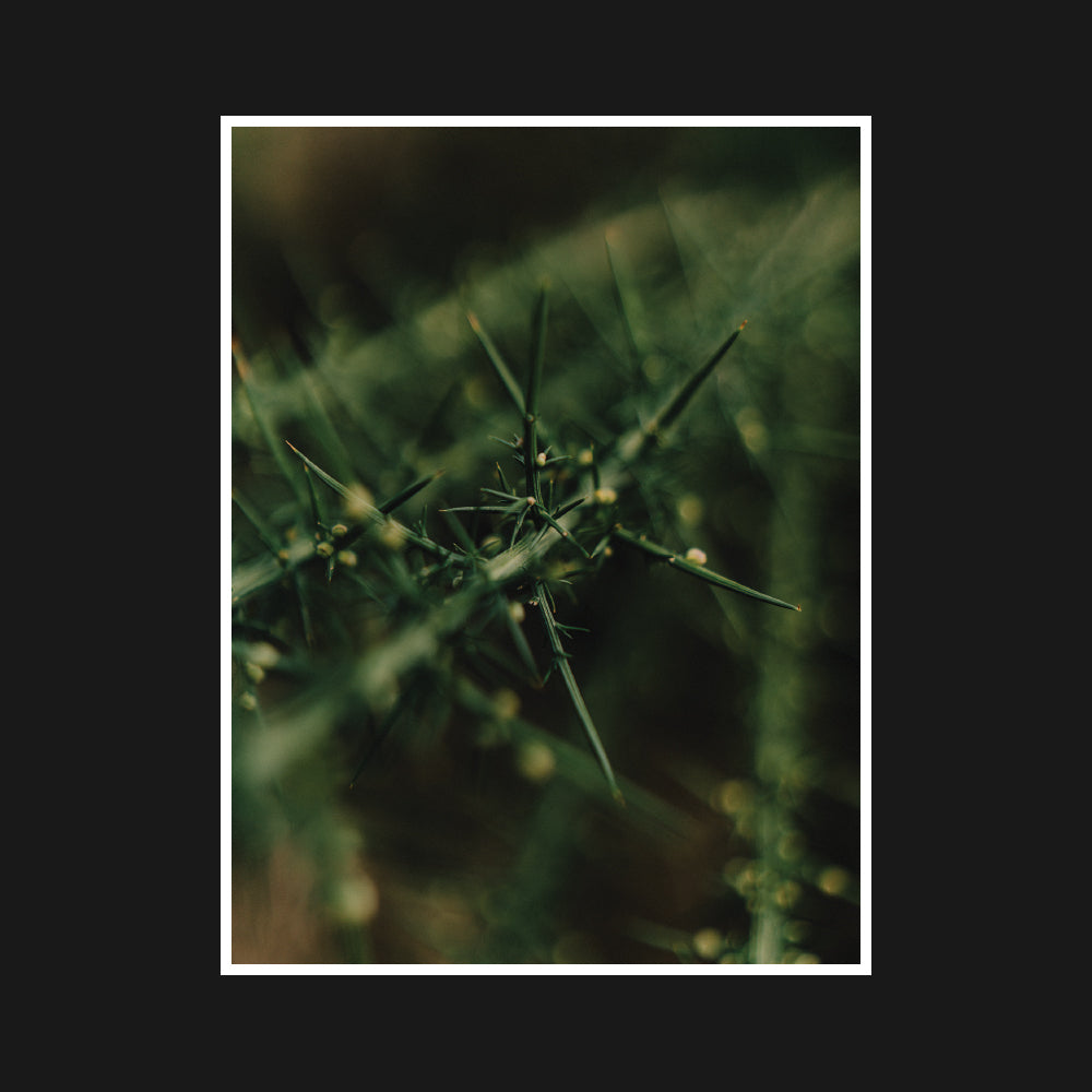 Slender green thorns pierce through a still wilderness, balancing fragile beauty and quiet menace in a scene of natural resilience.