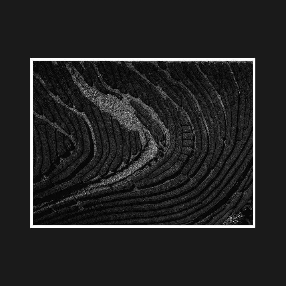 Black and white photo of undulating lines across a tea plantation, capturing the texture and harmony of the landscape, with light and shadow reflecting the tradition of cultivation.